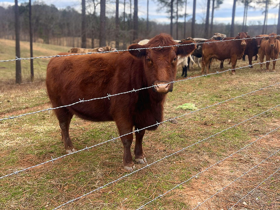 High Tensile fence company in West Georgia