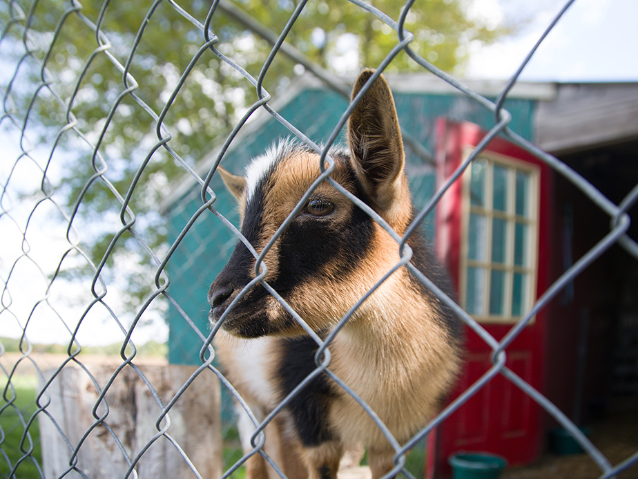 Animal Enclosures Services - West Georgia area.